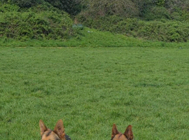 German Shepherd Puppies