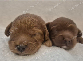 Beautiful toy cavapoo's