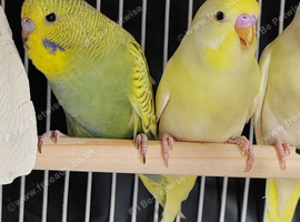 Beautiful Baby Budgies