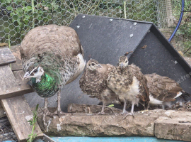 Indian Peafowl chicks unsexed