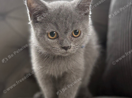 Stunning fluffy male British short haired kitten READY NOW