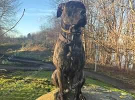 Presa Canario For rehoming Dog Reactive