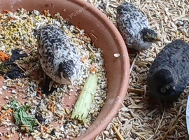 Chinese painted quail