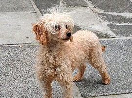 lovely poodle bitch