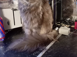 Maine coon for sale