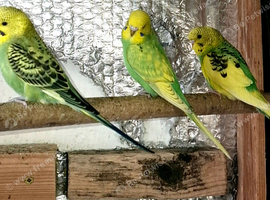 Beautiful & Healthy Budgies for Sale