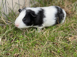 3 baby boar, guinea pig