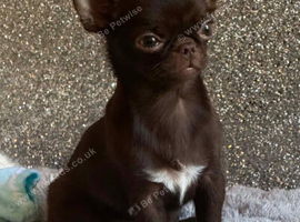 HEARTBREAKING DECISION &ndash; Tiny smooth coat  Chocolate Chihuahua Girl Seeking Her Forever Home