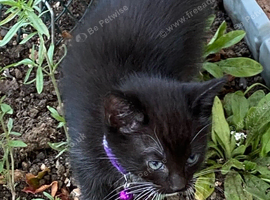 Small kittens