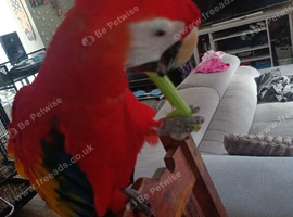 Scarlet macaw