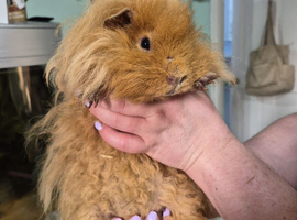 Lunkarya guinea pigs
