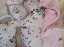 Dalmatian pups