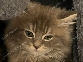 Pure Maine Coon kittens
