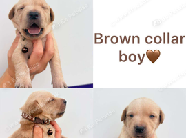 Chocolate/Yellow/Black KC Registered Labrador Retrievers