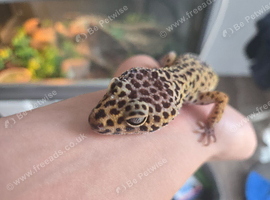 Leopard Geko complete set up