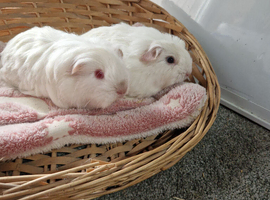 Sheltie and coronet boy guinea pigs