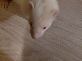 Ferrets for sale