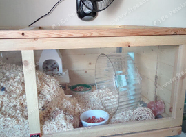 Hamster Syrian & Cage