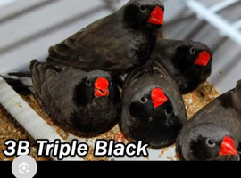 Black zebra finch