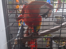 Scarlet macaw