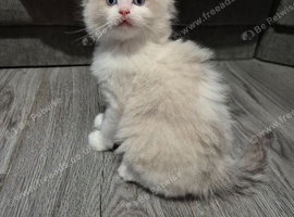 Blue bicolour Ragdoll kittens