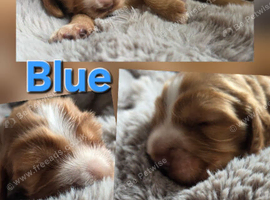 RKC SHOW COCKER SPANIEL PUPPIES EXTENSIVELY HEALTH TESTED