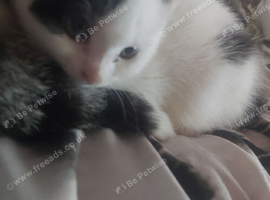 Beautiful black and white kitten female