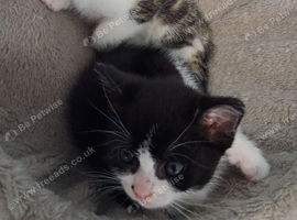 Kittens
