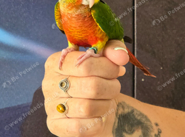 Hand reared tame yellowsided gcc (10)