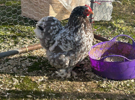 Blue mottled pekin hatching eggs