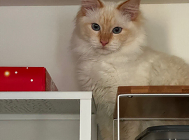 Loving Male RagDoll Kitten Looking for a Forever Home