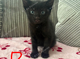 3 beautiful kittens looking for new loving homes