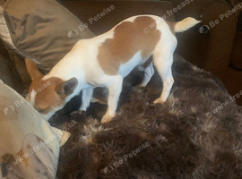 JackRussell Male