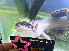 2 Axolotls for rehoming
