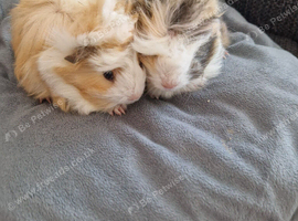 2 young baby boars