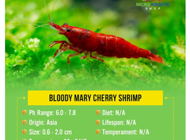 Bloody Mary Shrimp Not Cherry