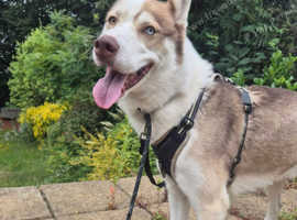 [STUD] Stunning Siberian Husky for Stud
