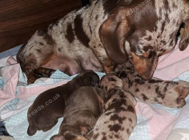 Adorable Litter of Miniature Dachshund Puppies