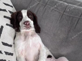 Springer spaniel puppy