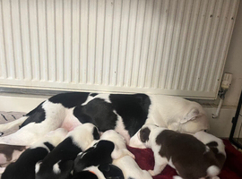 Border collie x staffy puppies