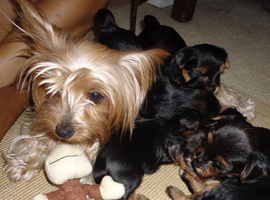 Super Mega Fluff Yorkshire Terrier Puppies DNA Girls - Boys
