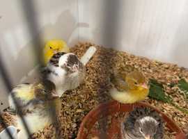 Fife canaries
