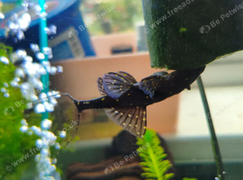 L155 Adonis plec catfish