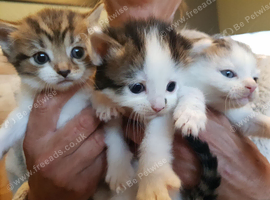 Kittens