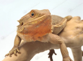 Red/Orange line-bred female