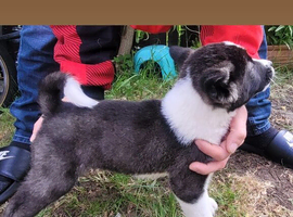 American akita pups ONLY 2 BOYS & 1 GIRL LEFT