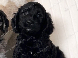 Beautiful Cockapoo puppies