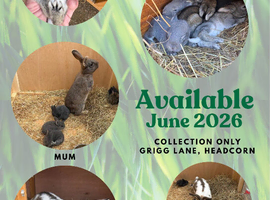 Continental Giant Rabbits