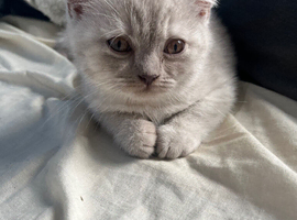 Two British shorthair kittens