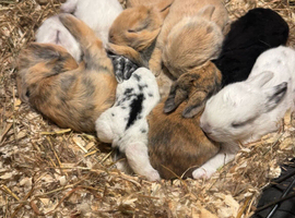Beautiful Mini Lop Bunnies